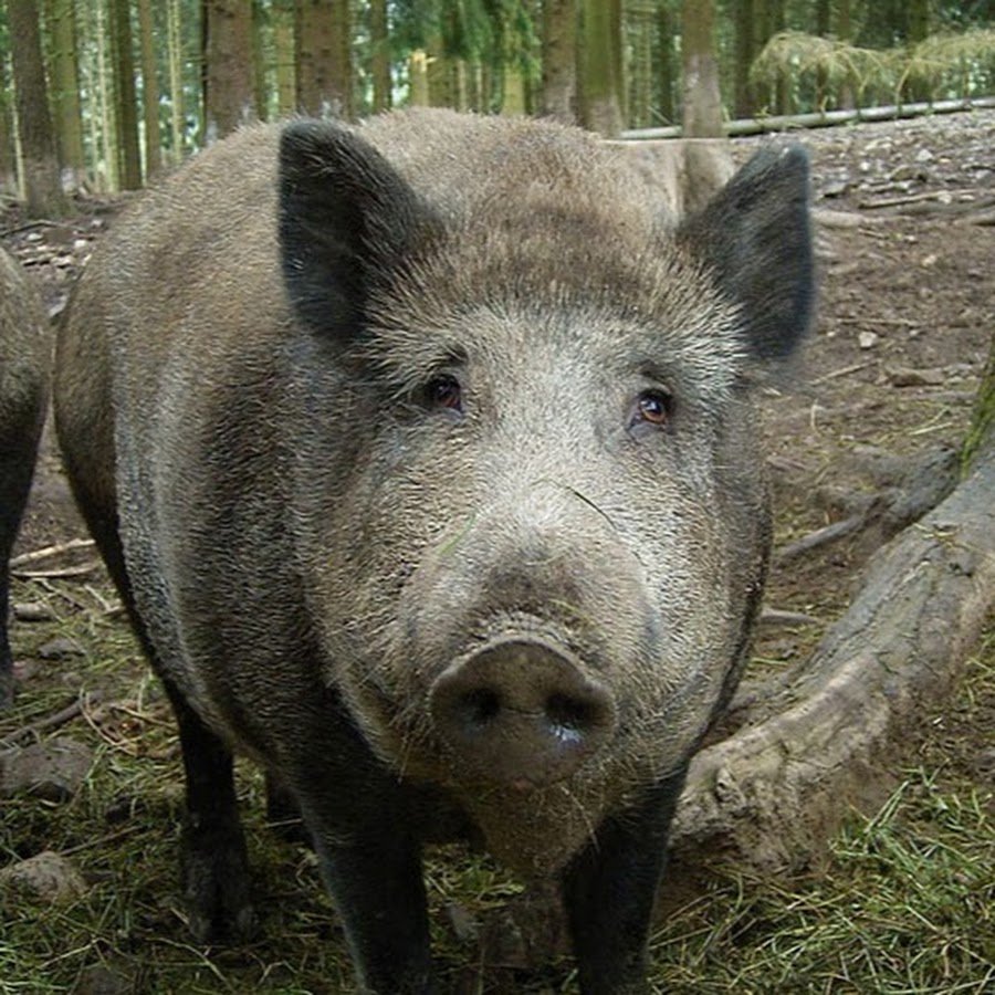 Кабан Вепрь секач 600 кг