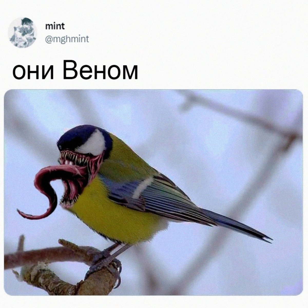 Синица Веном