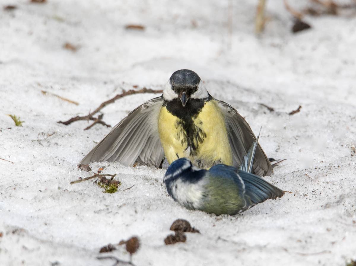 Плотоядные синицы