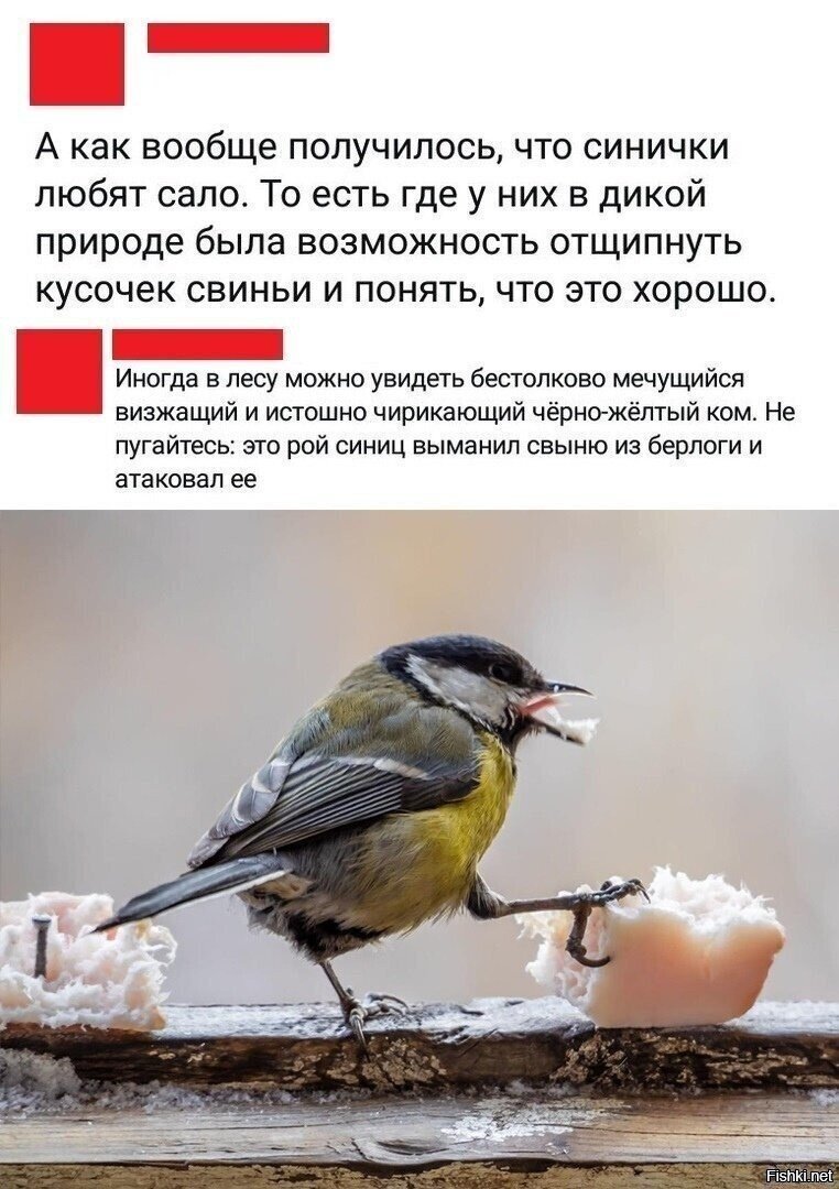 Синицы любят сало