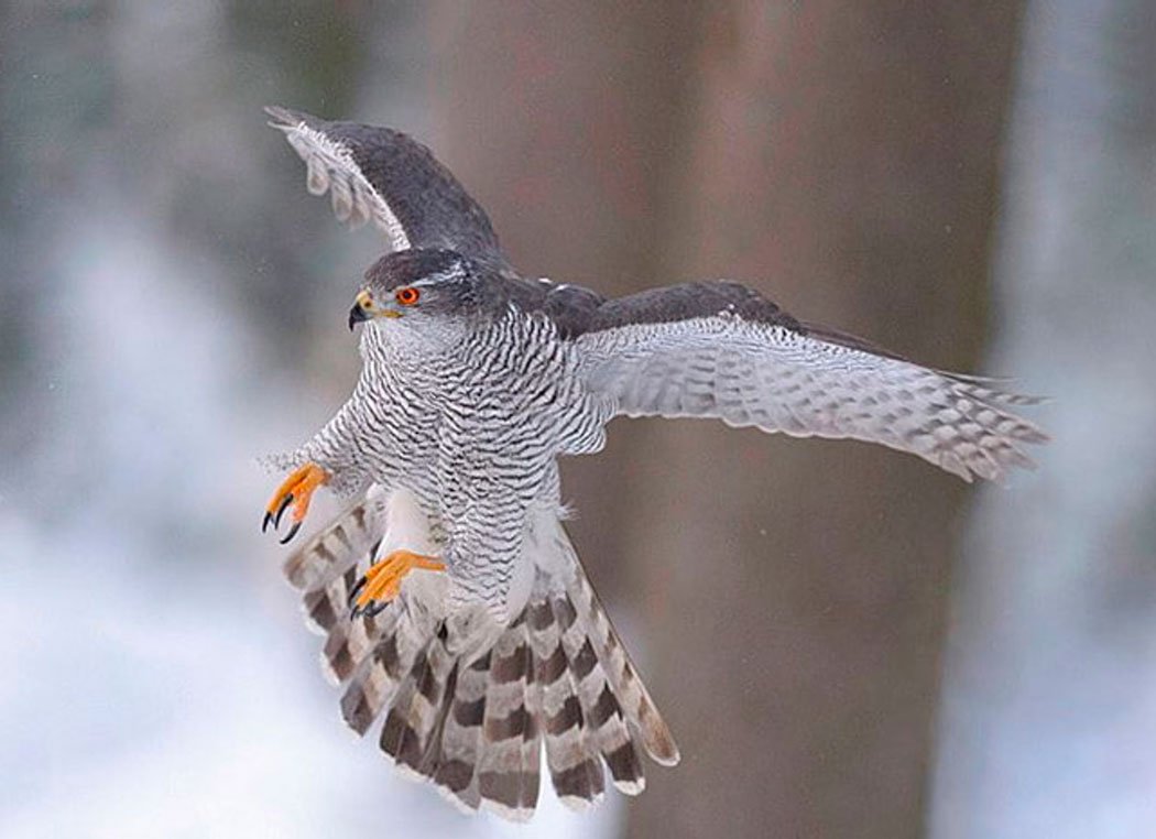 Ястреб тетеревятник молодой