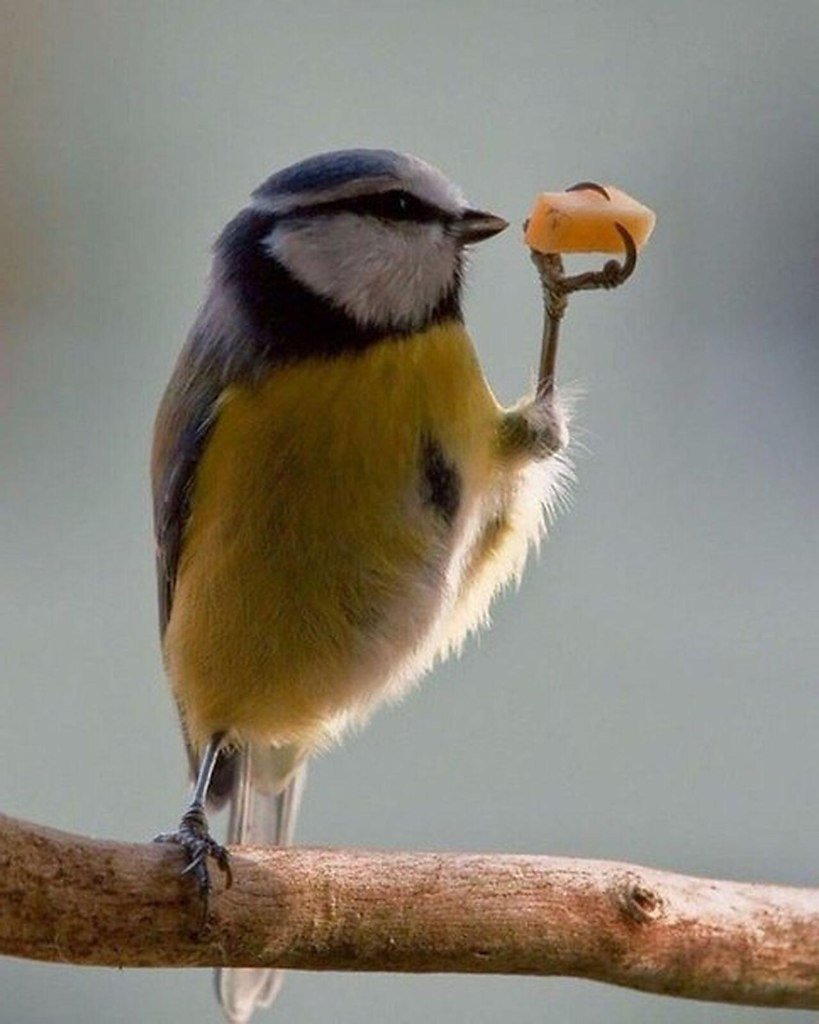 Смешные синички