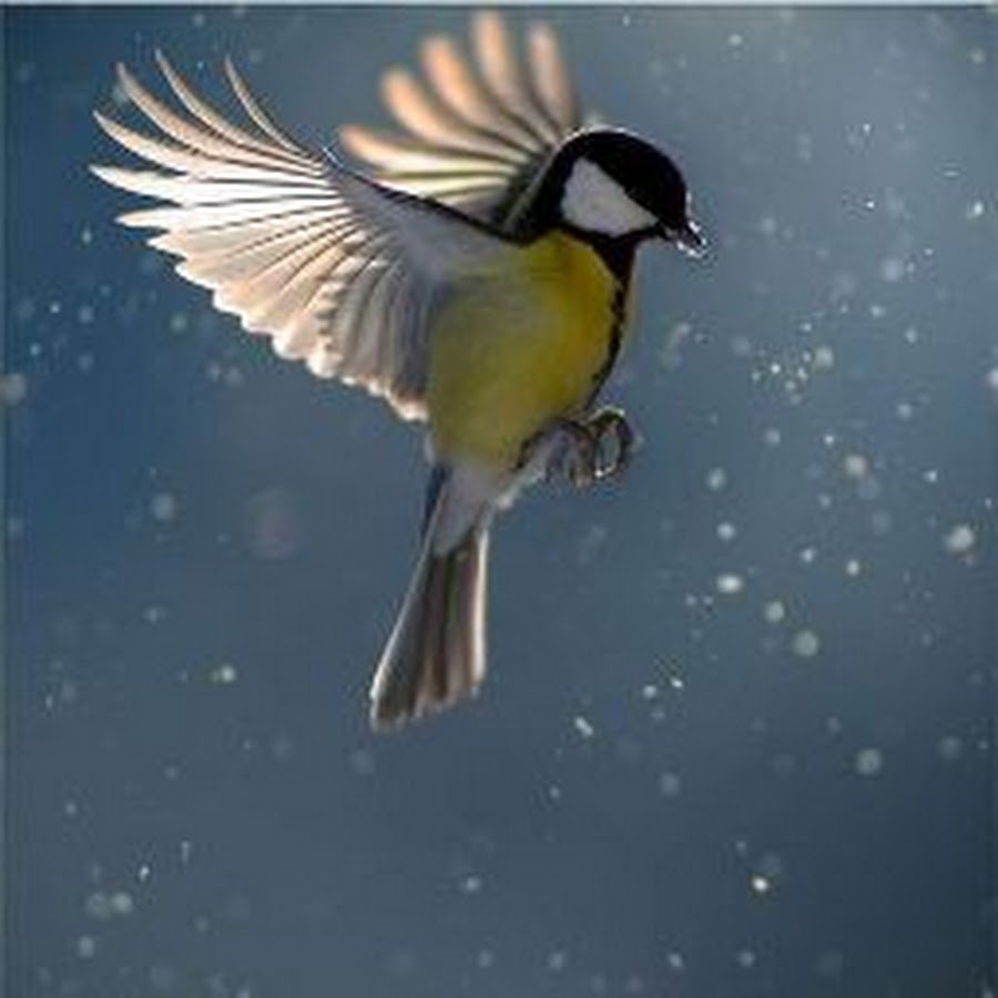 Птица в полете