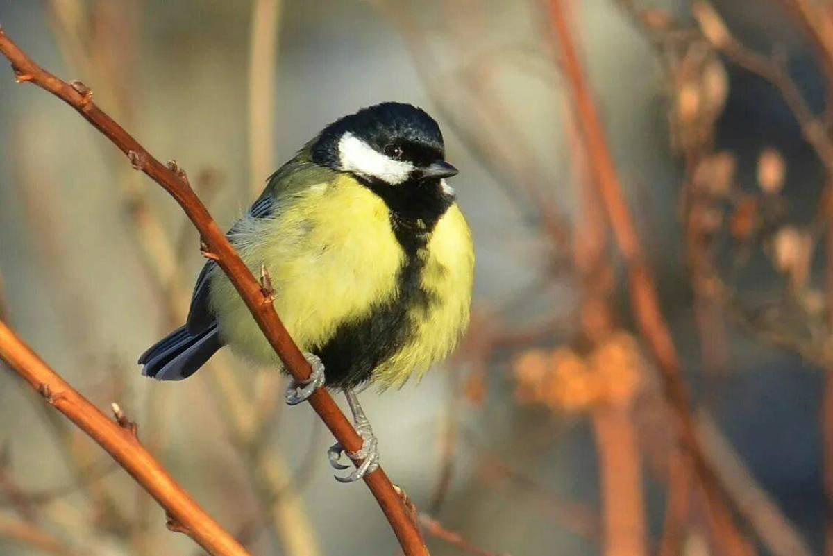 Большая синица синицы