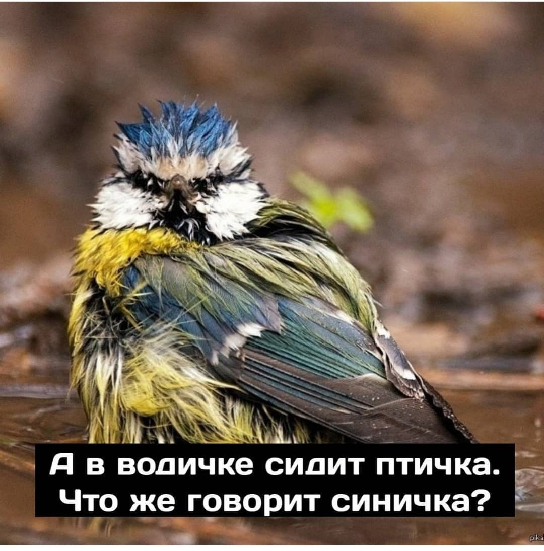 Смешные птички синички