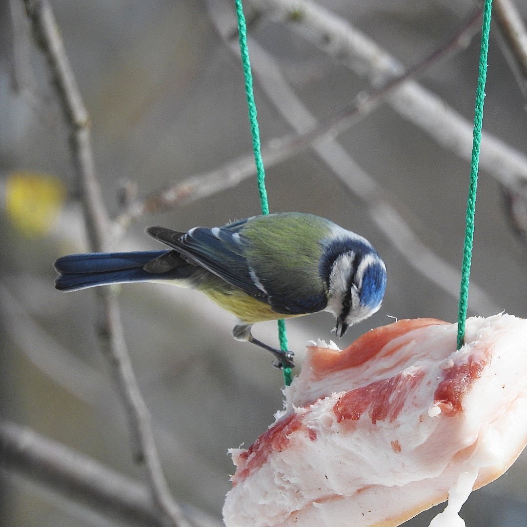 Плотоядные синицы