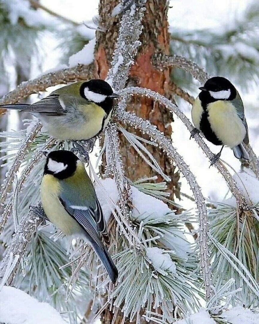 Зимние птицы