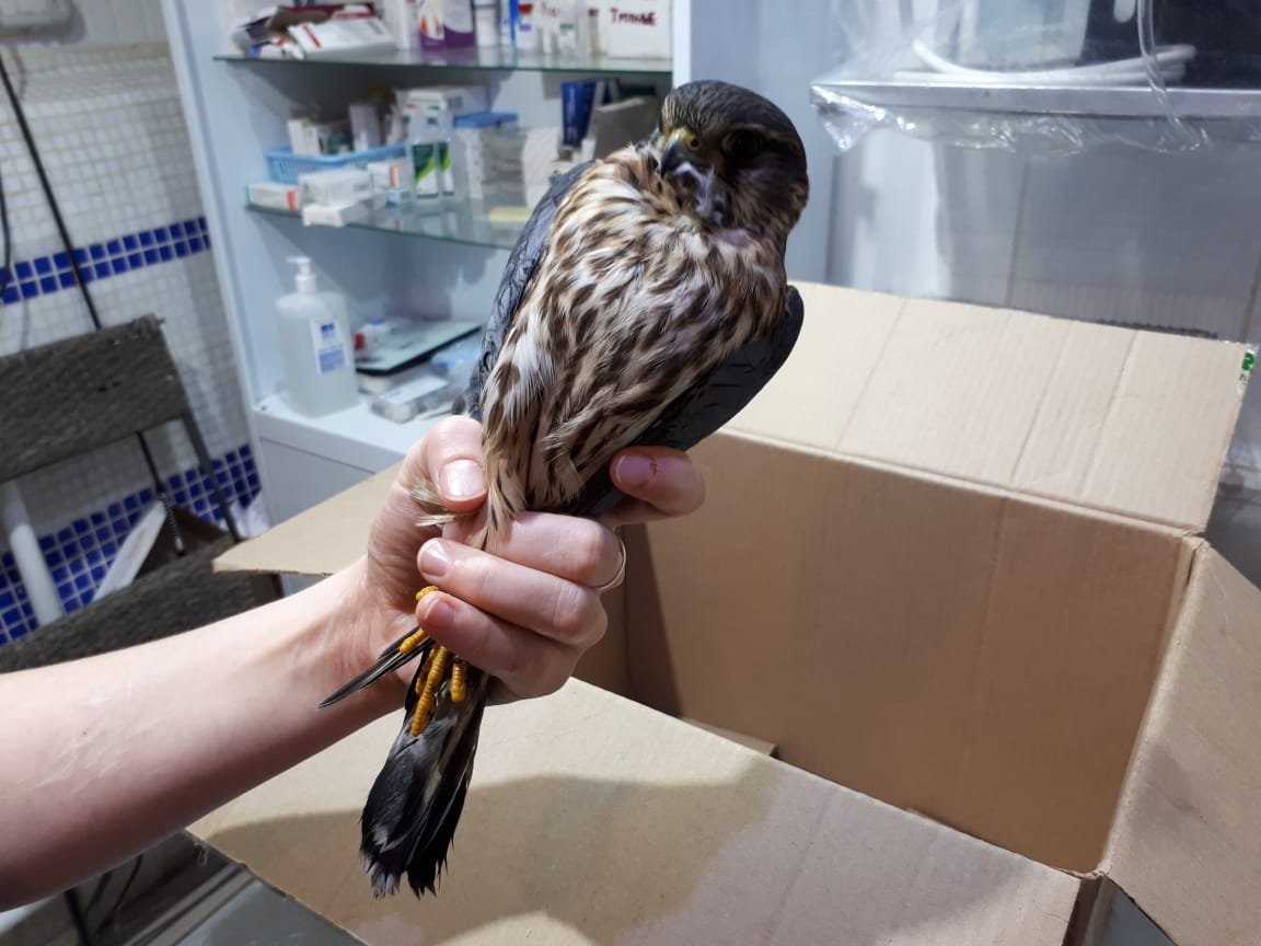 Сокол дербник