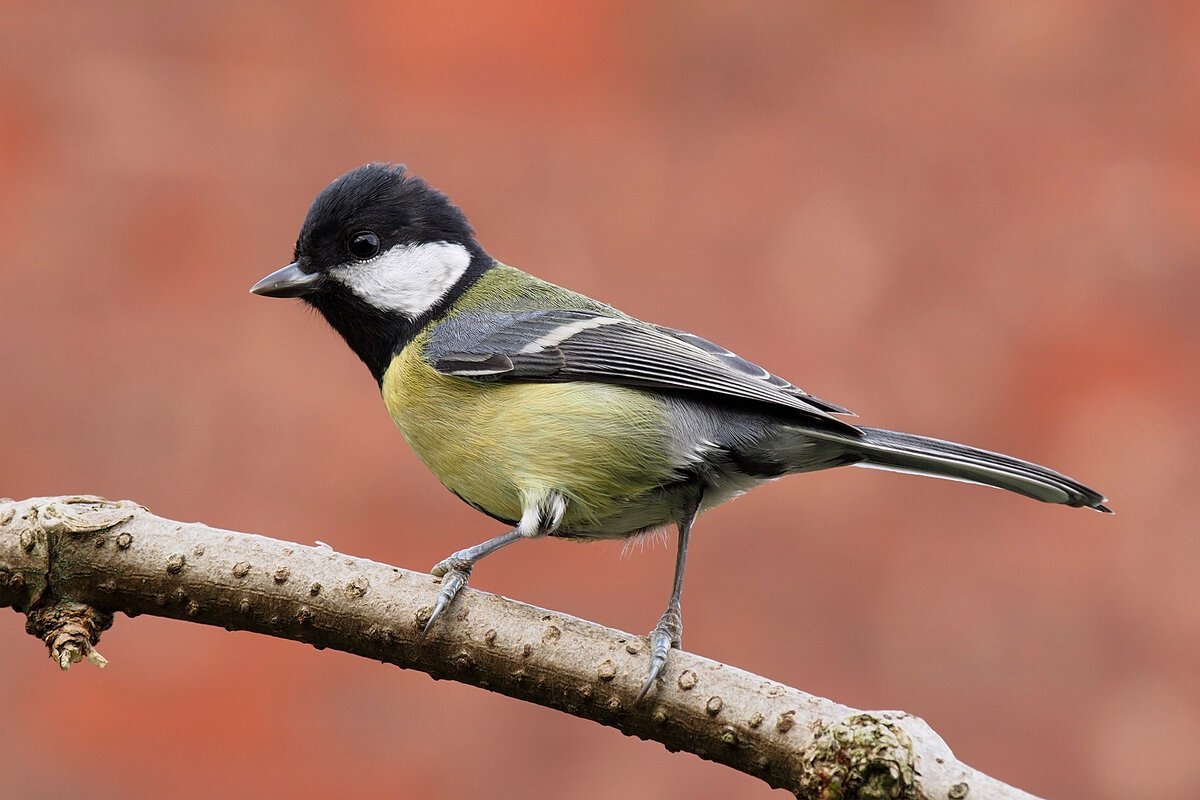 Птица похожая на синицу