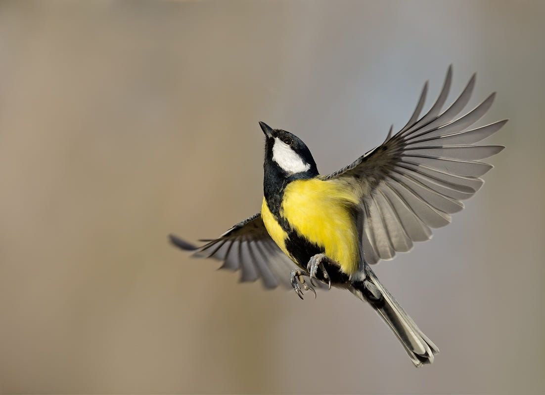 Синичка в полёте