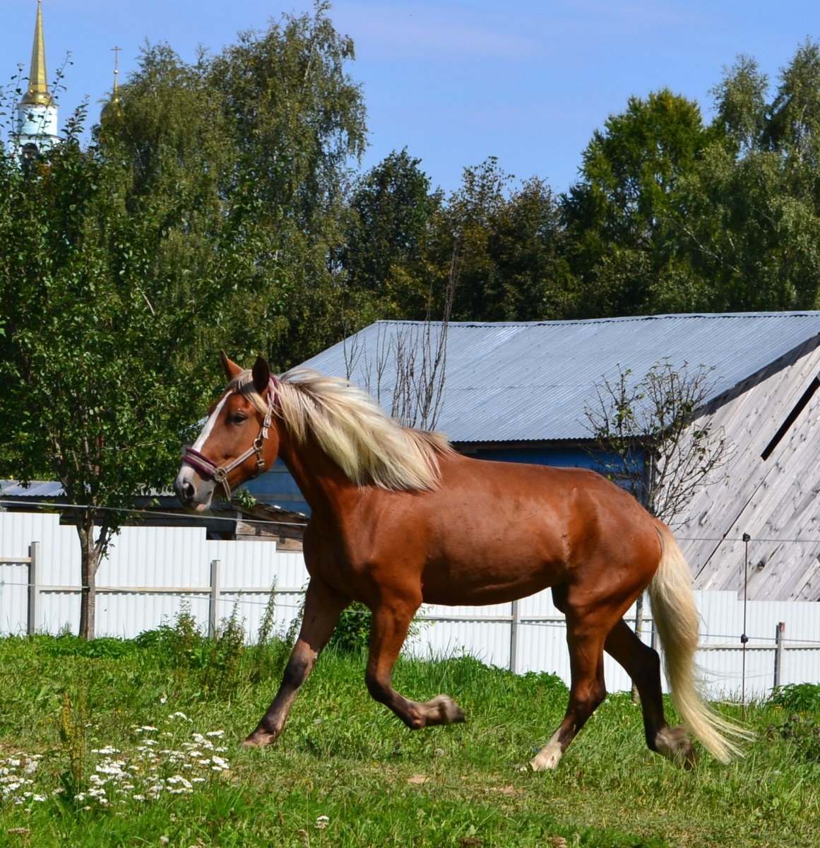 Годовалые кобылы