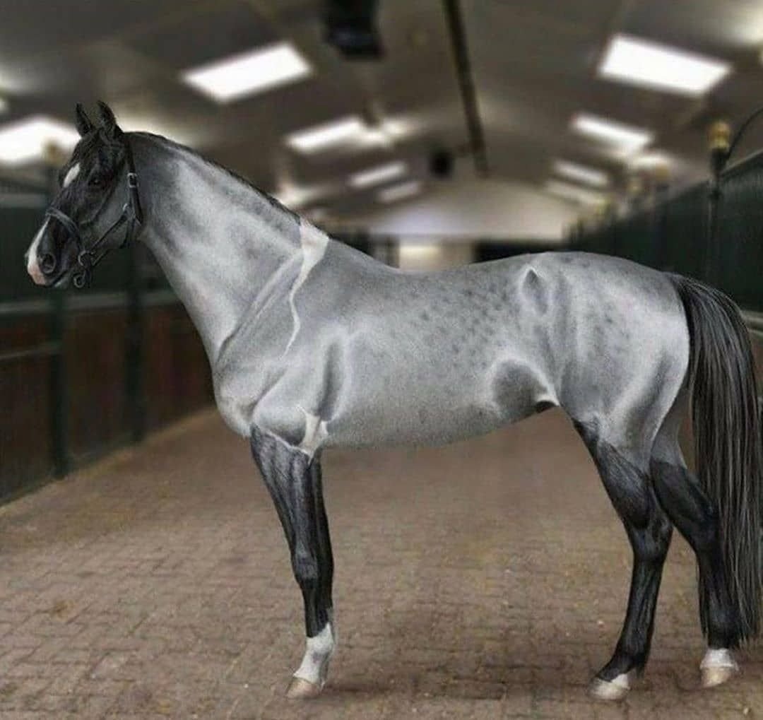 Серебряная лошадь порода