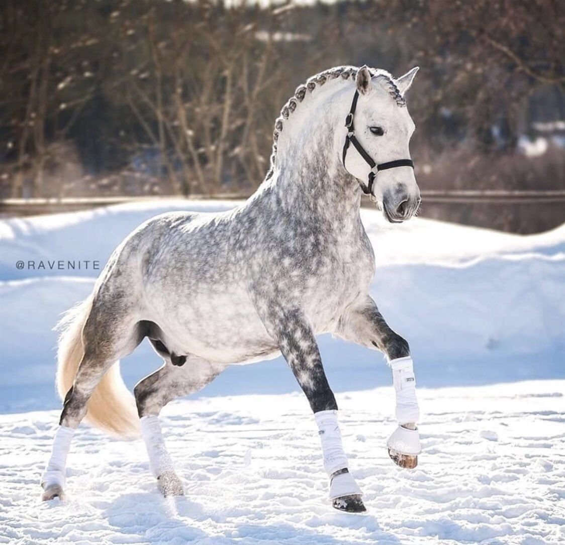 Пегий Орловский рысак