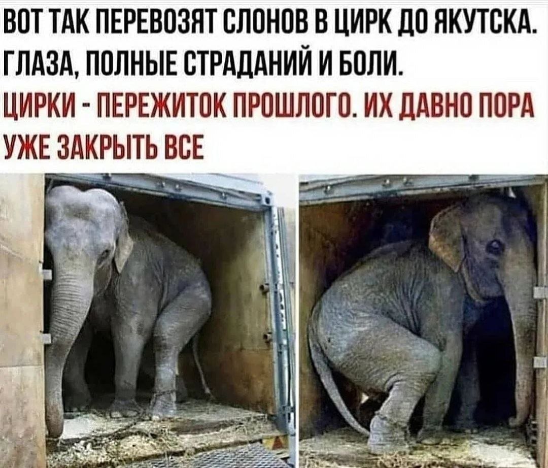 Слоны в цирке