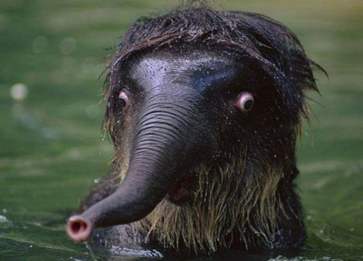 Лохматый слон