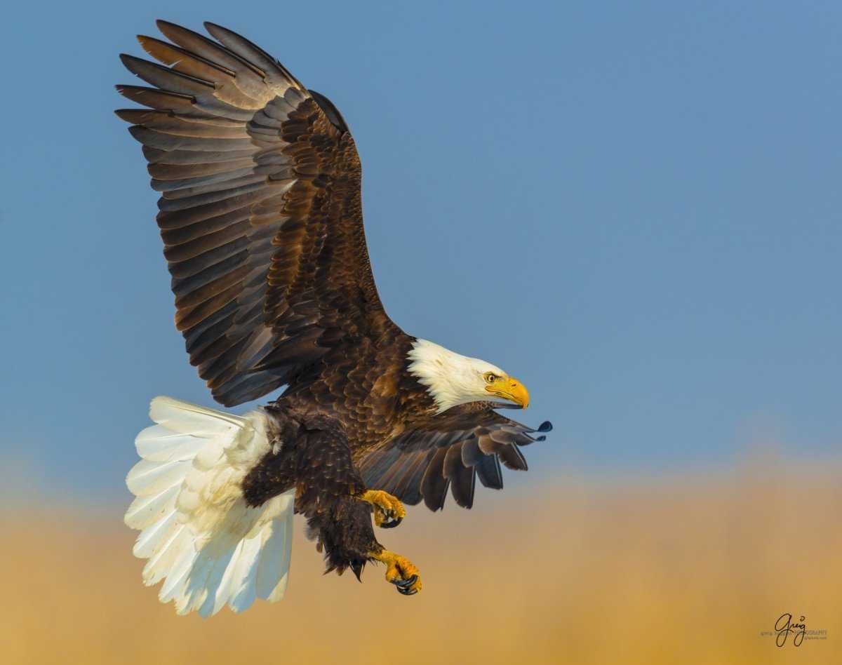 Североамериканский белоголовый Орлан