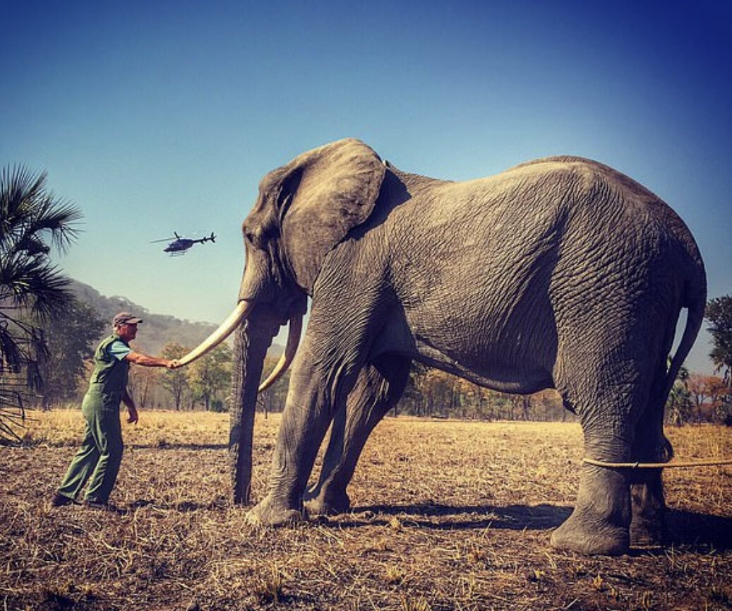 Слон привязан к дереву