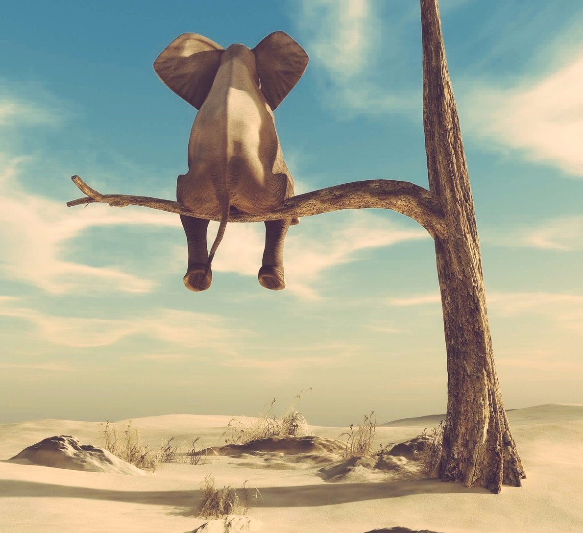 Слон на дереве картина