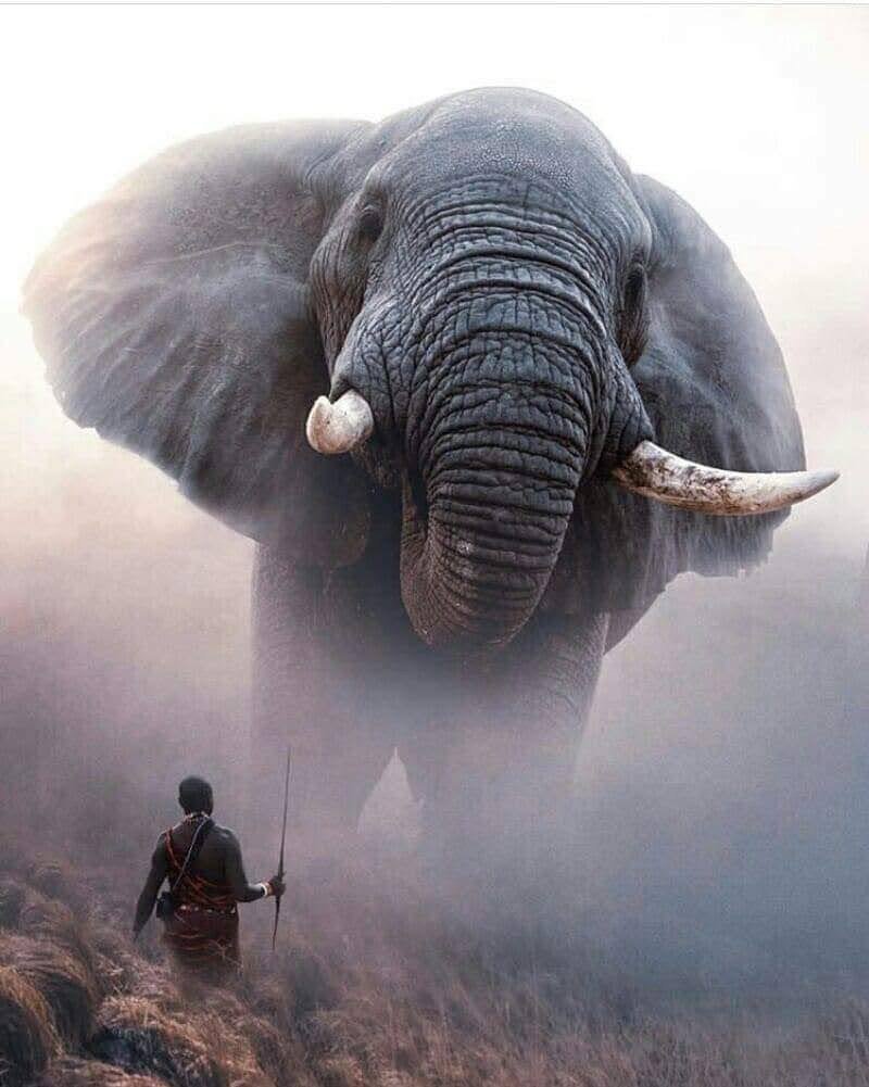 Красивый слон