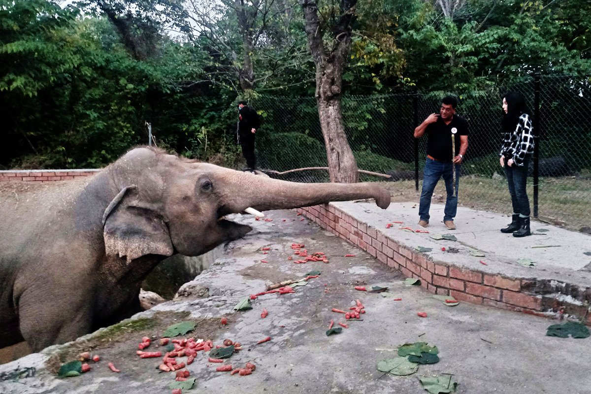 Одинокий Слоненок