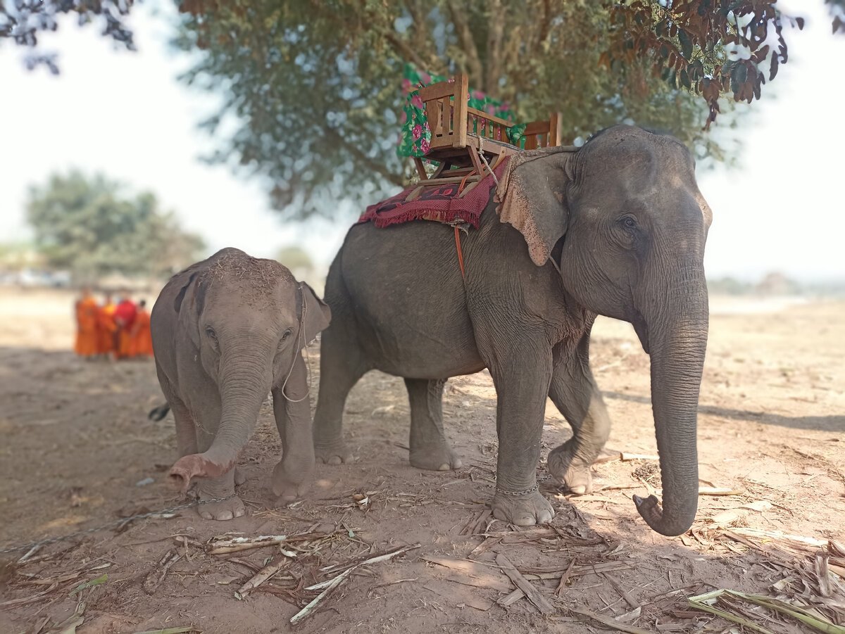 Слон щас андер