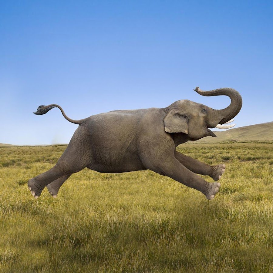 Смешные слоны