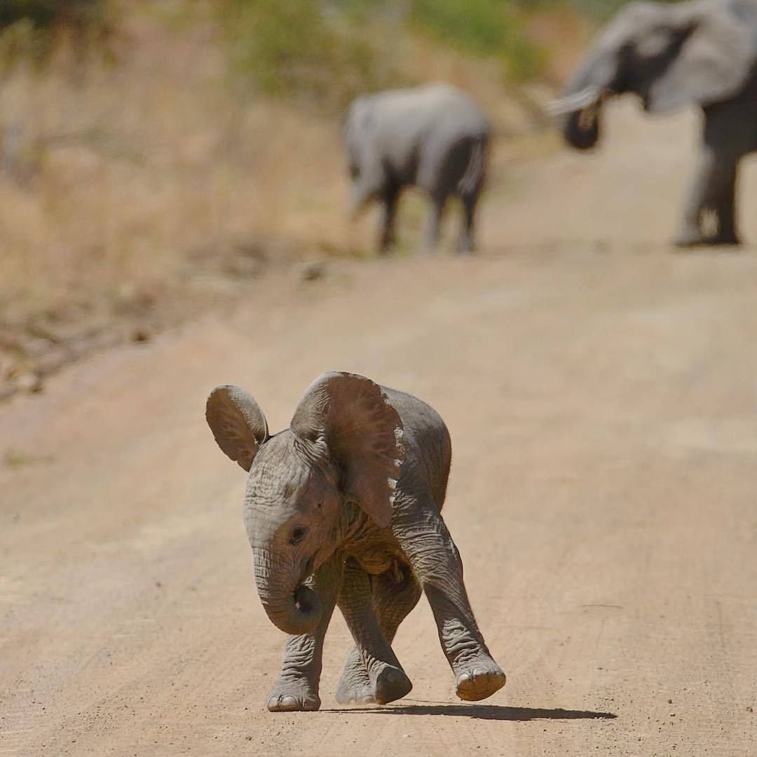 Маленький Слоник