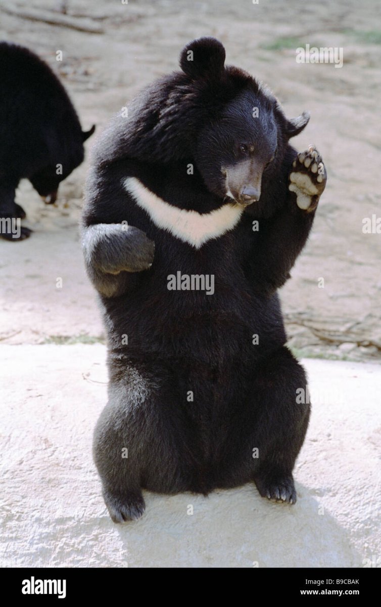 Гималайский медведь