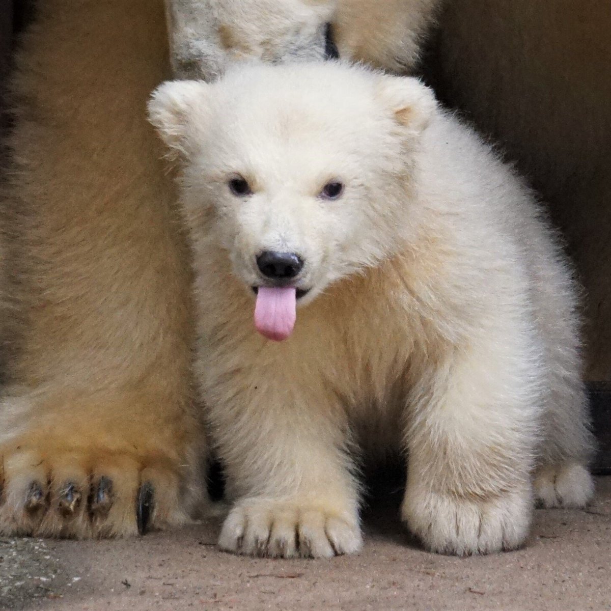 Белый Полярный медведь Нора