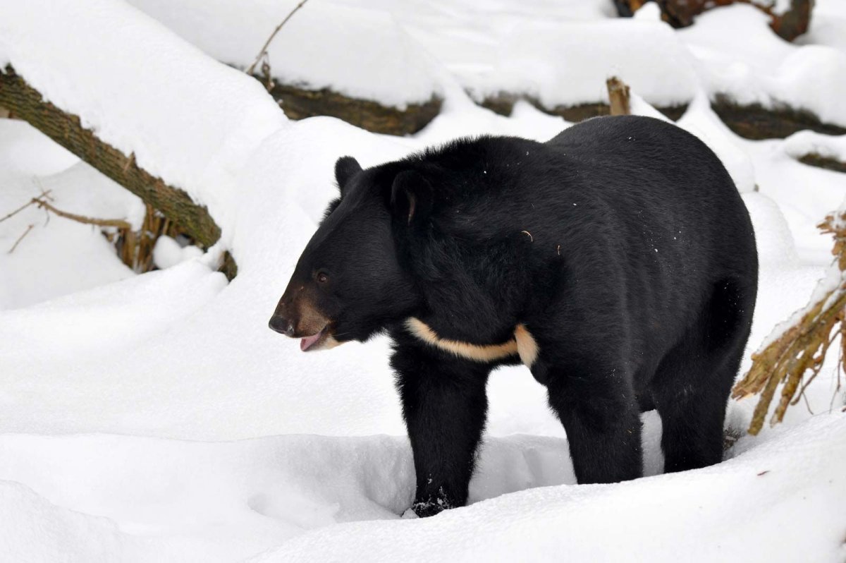 Гималайский медведь зимой