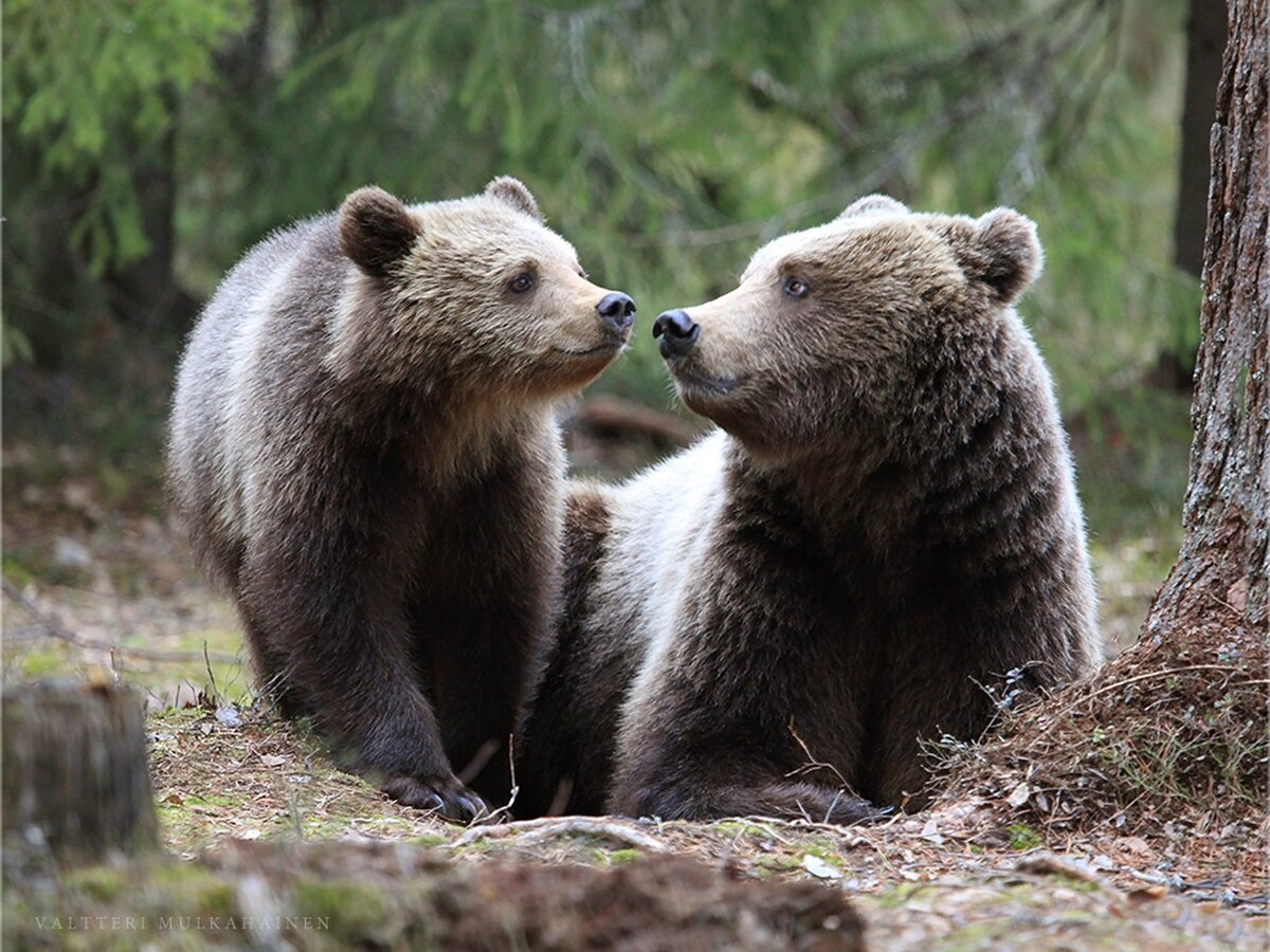 Медведь и Медведица