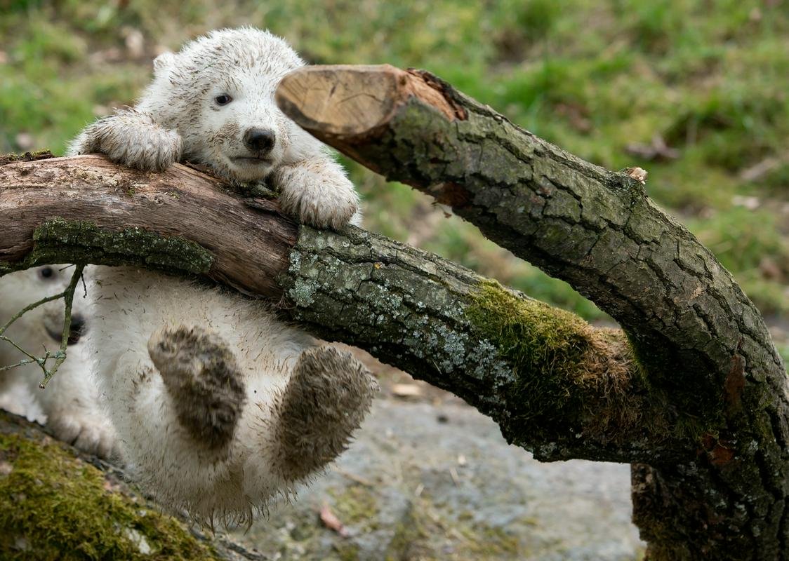 Медведь на бревне