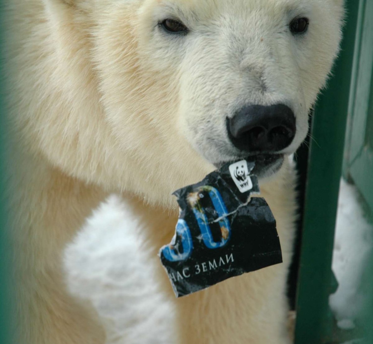Белый медведь WWF