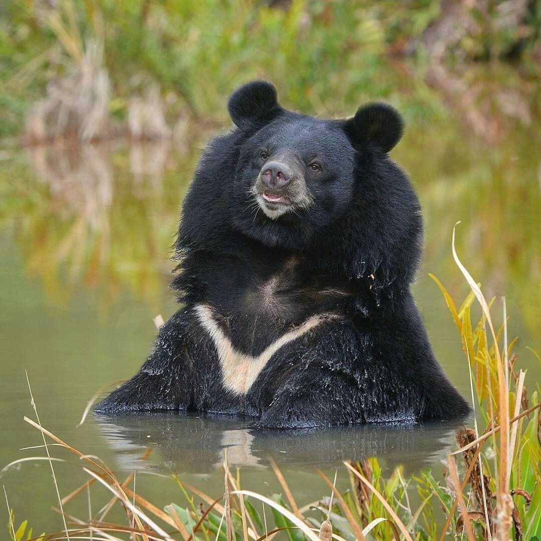 Черный белогрудый медведь