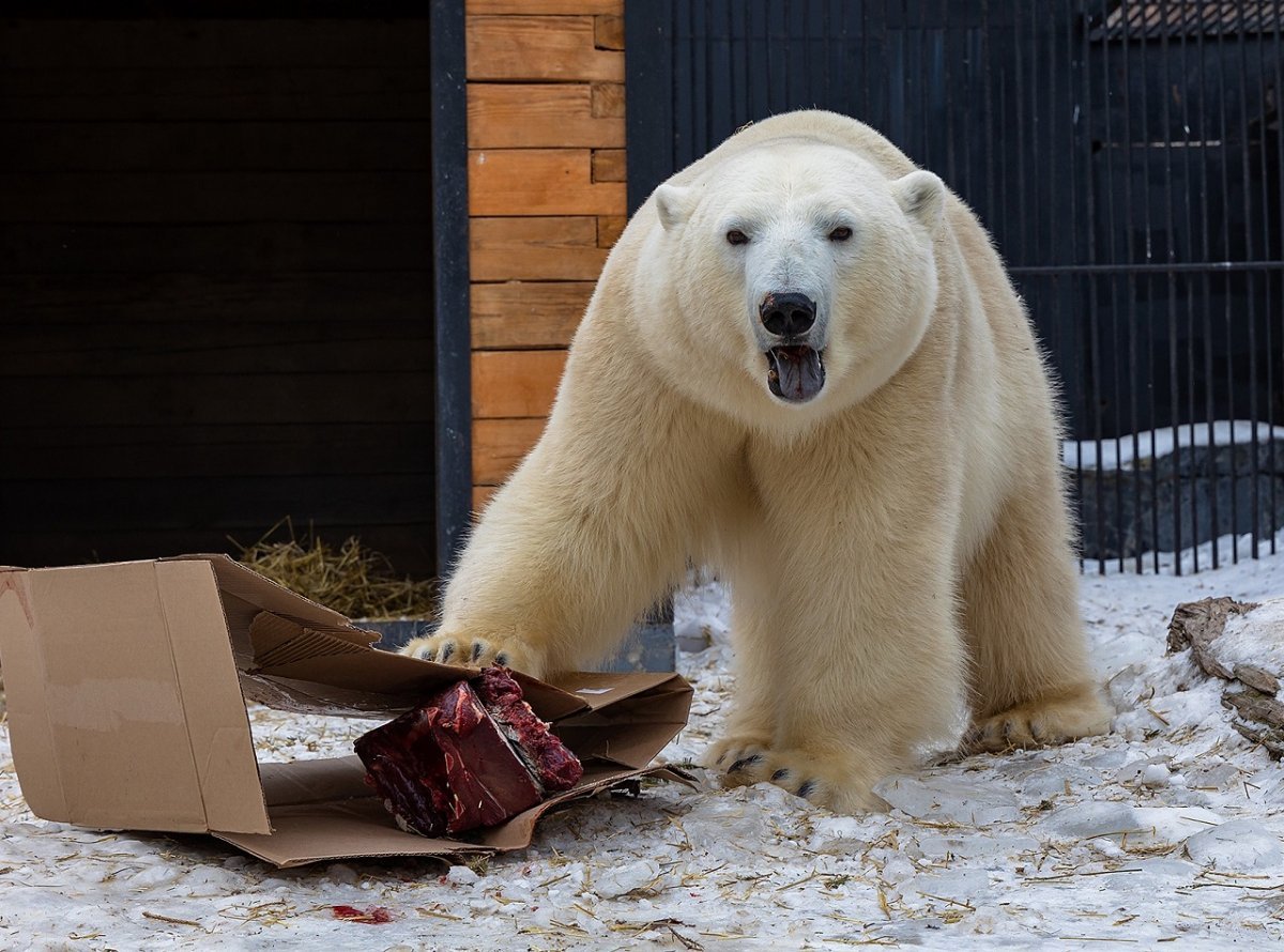 Белый медведь в Московском зоопарке