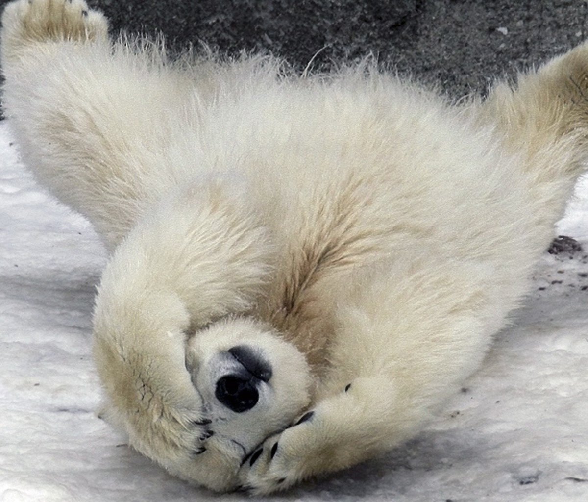 Белый пушистый медведь