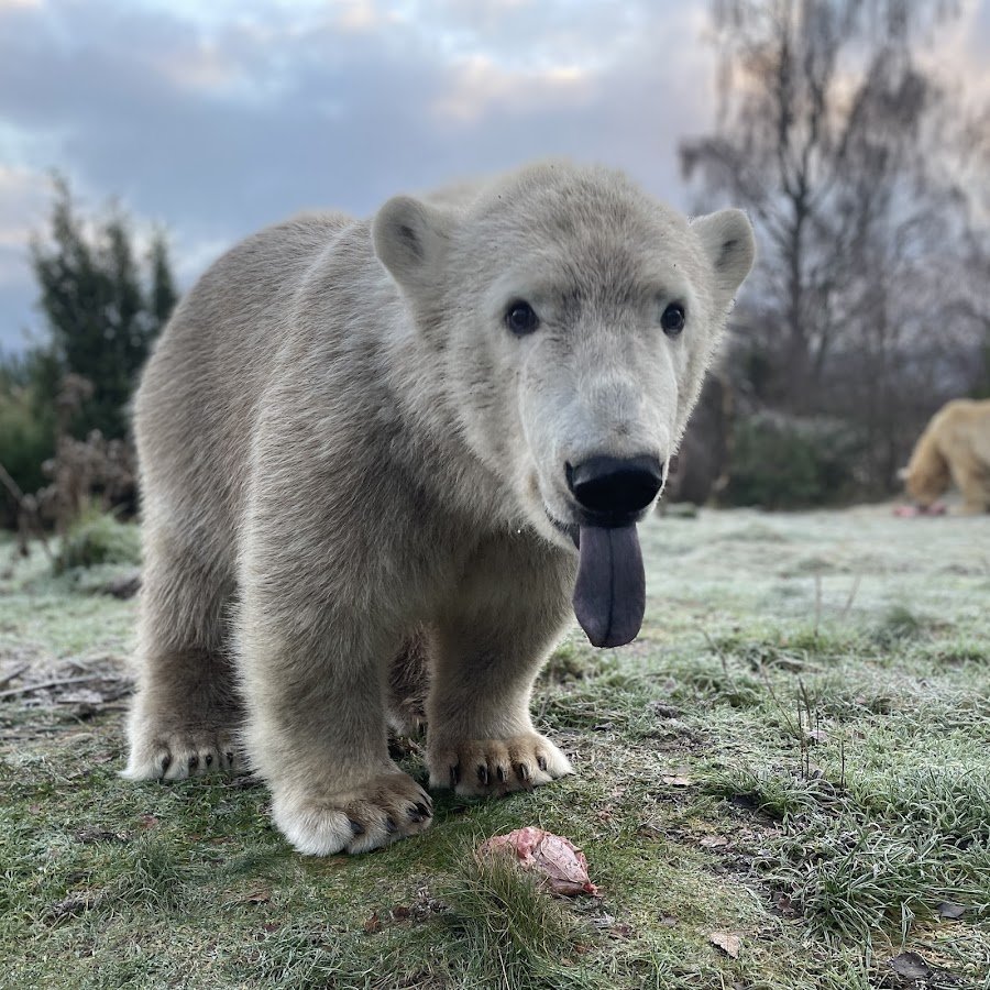 Фильм про белого медведя