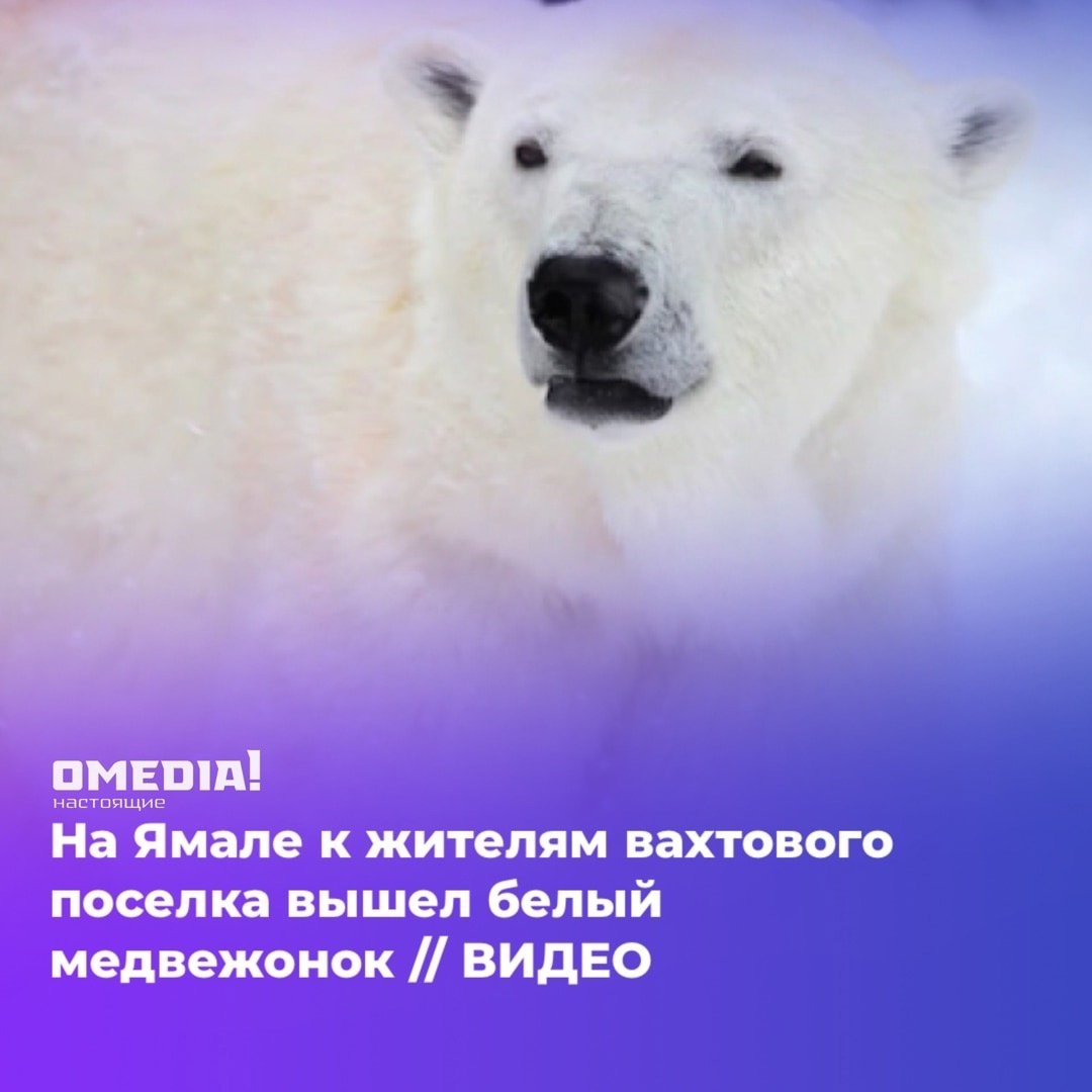 Поздравление от белого медведя