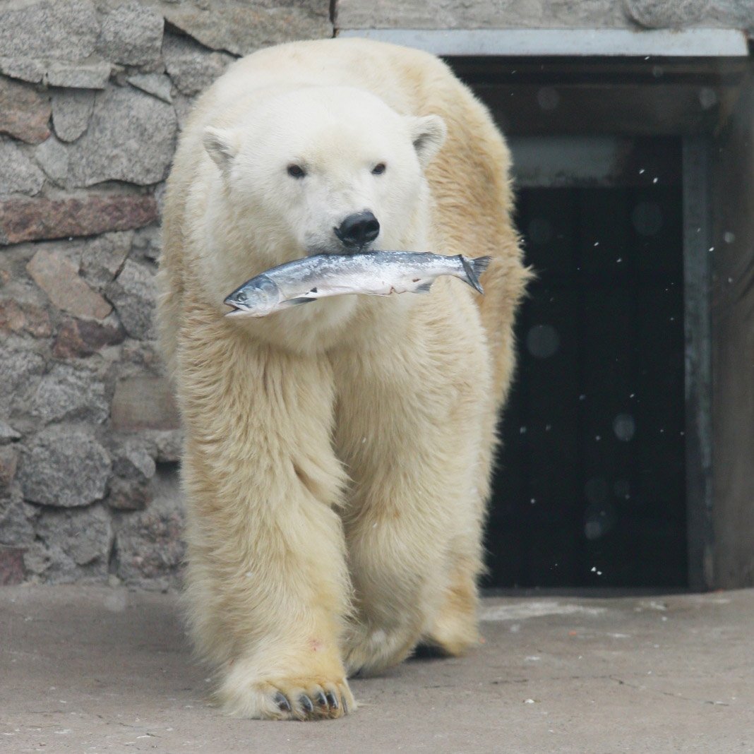 Ленинградский зоопарк белые медведи
