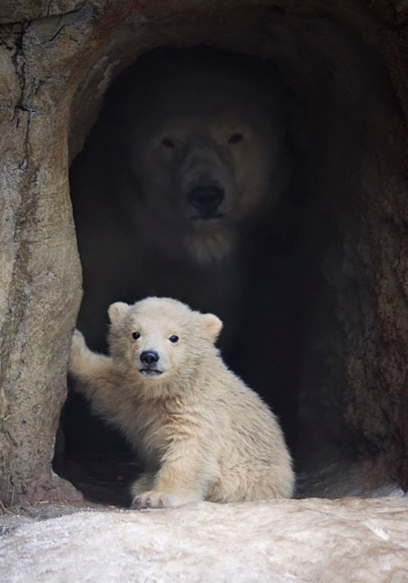 Белый медведь