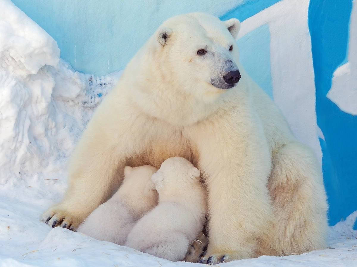 Герда Новосибирск