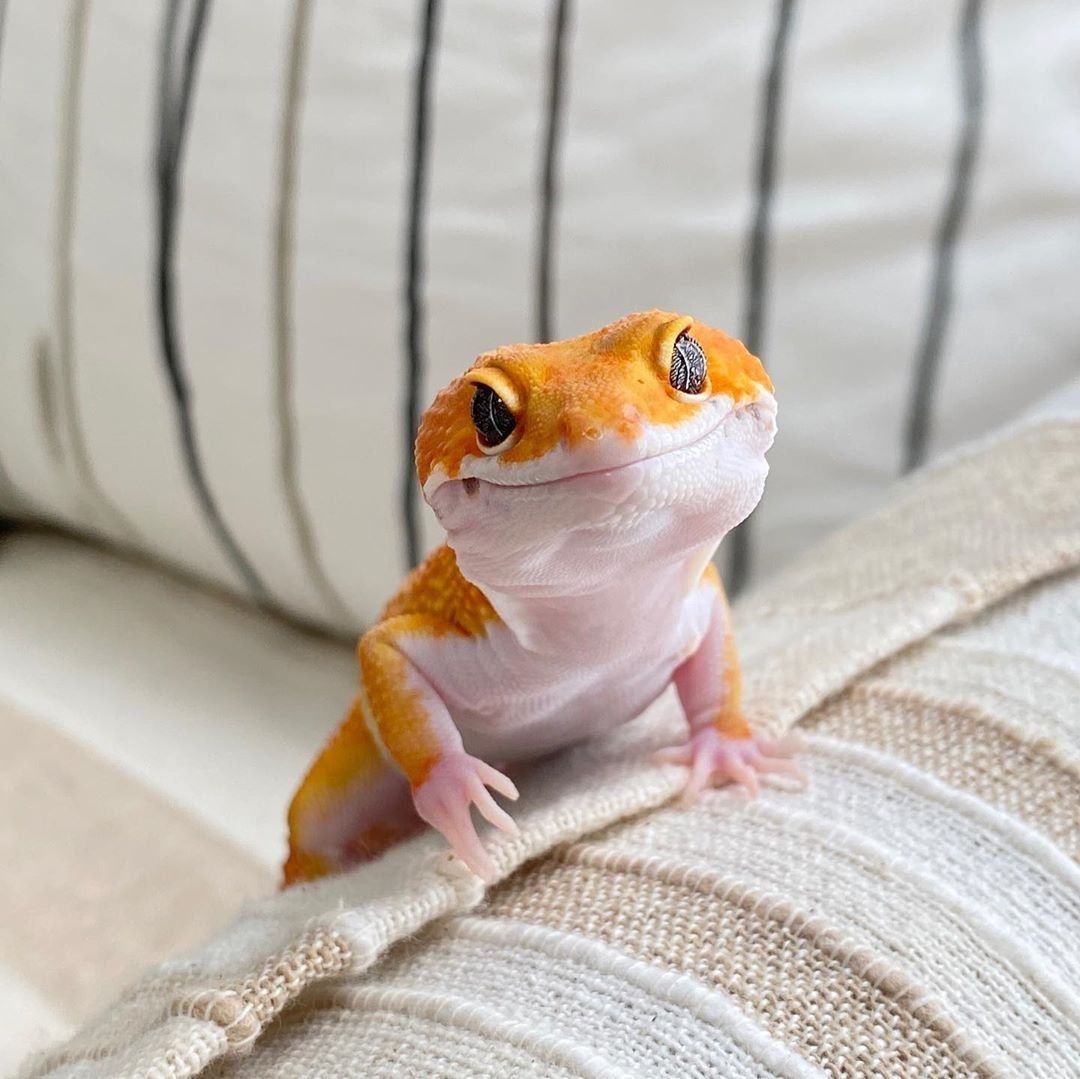 Пятнистый эублефар