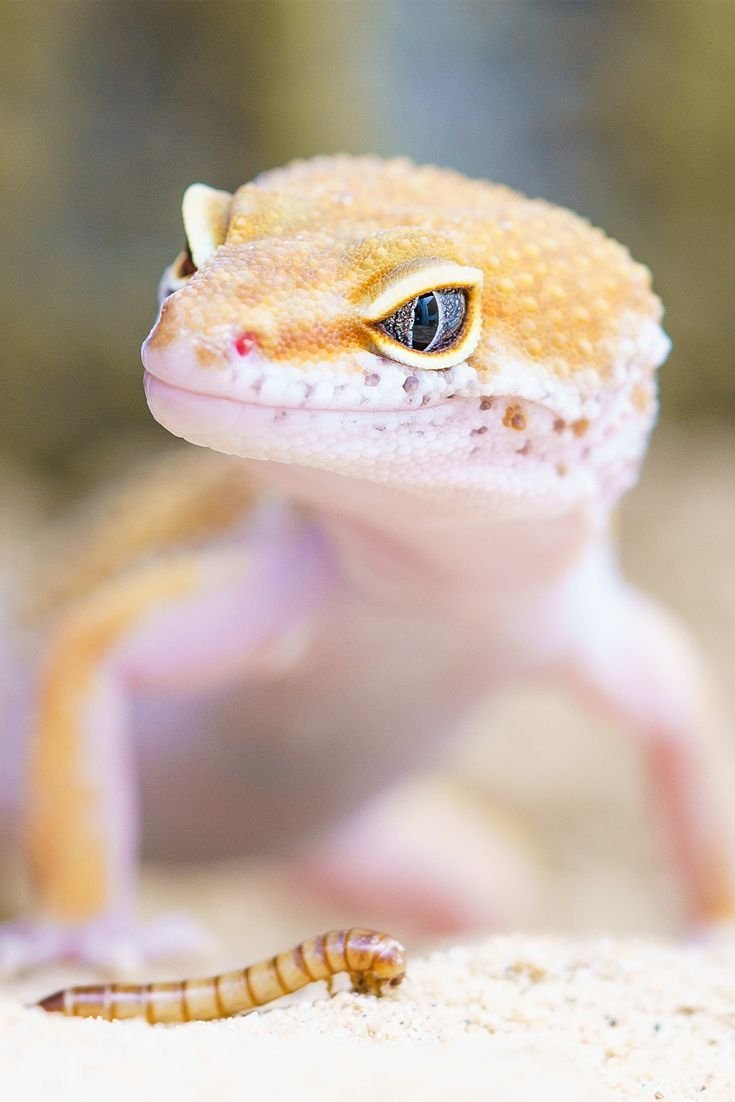 Пятнистый эублефар