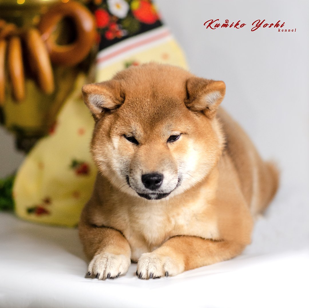 Сиба ину размер