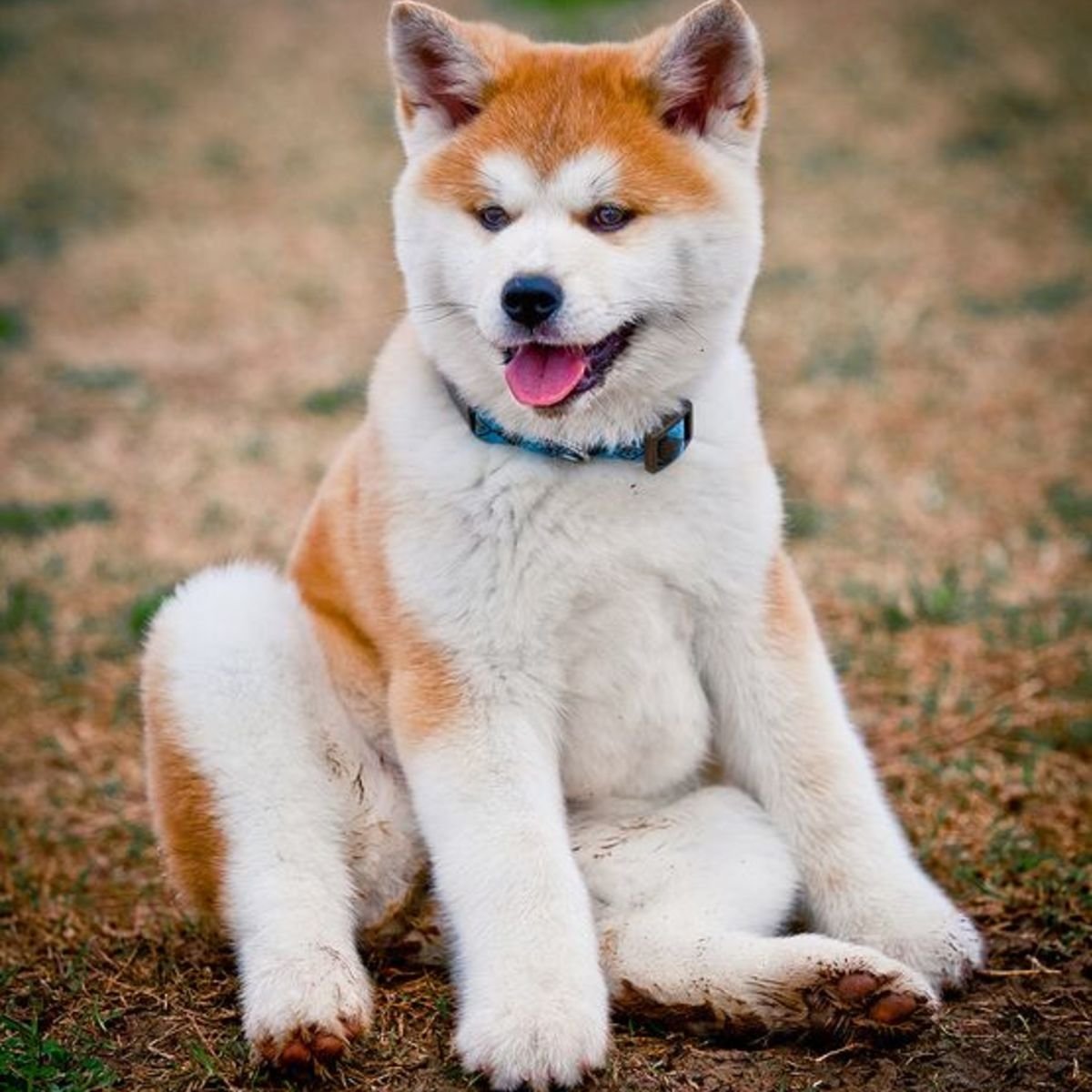 Японская лайка Акита