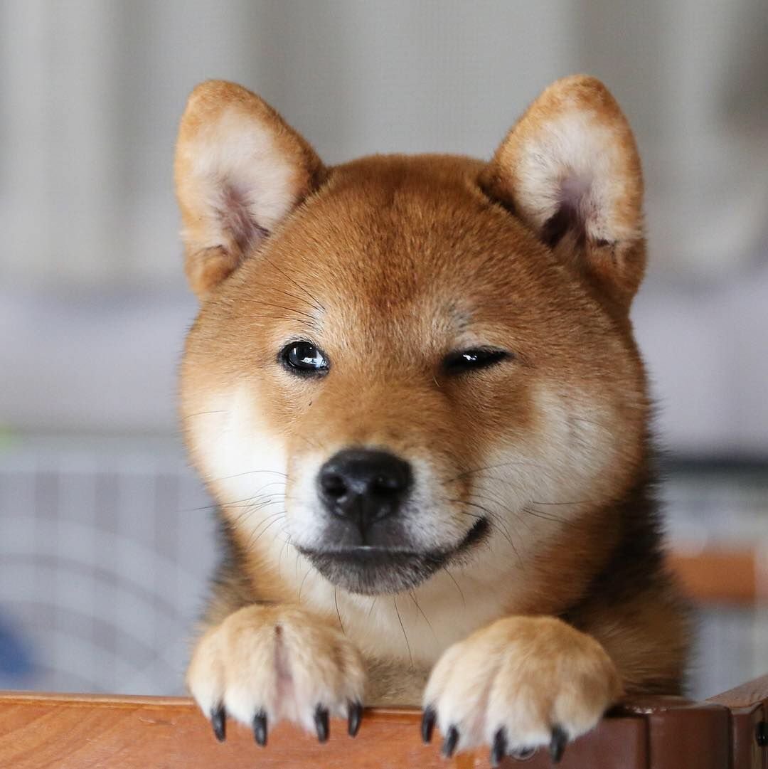 Шиба ину и сиба ину