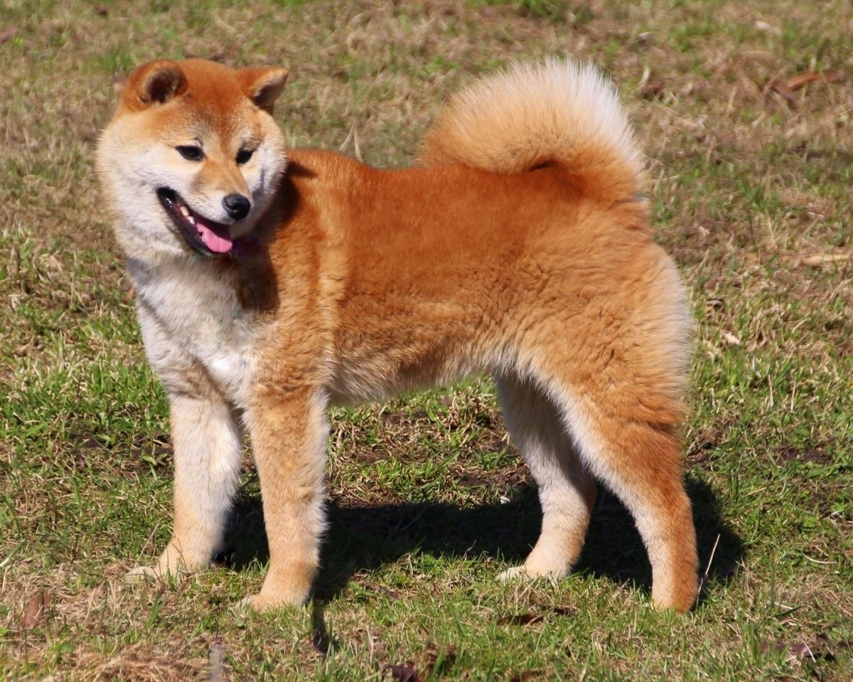Акита-ину длинношерстная