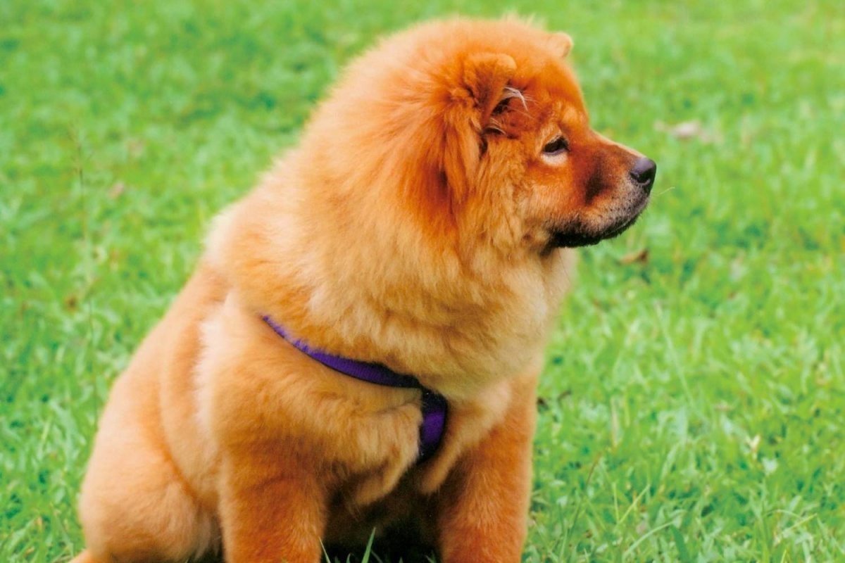 Чау чау рыжий щенок