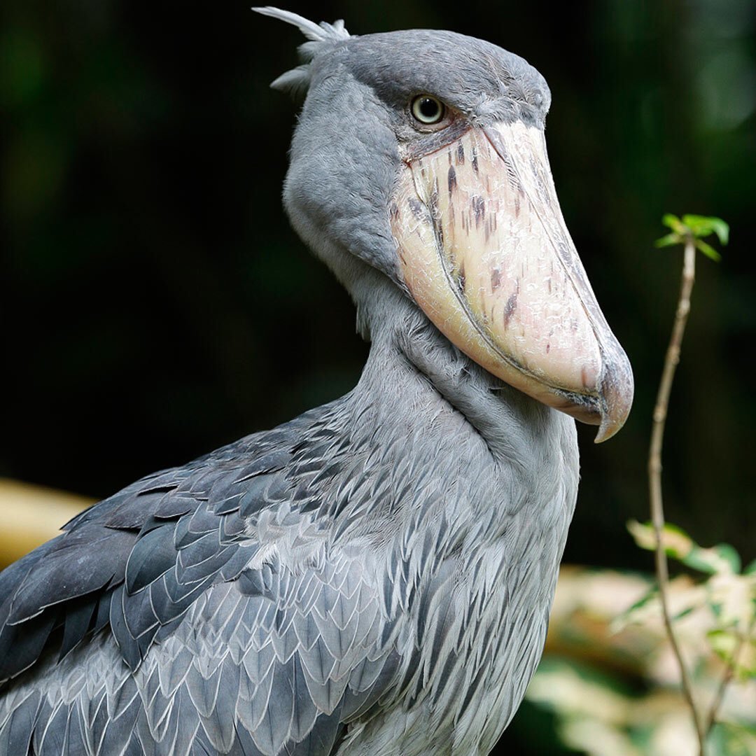 Китоглав птица