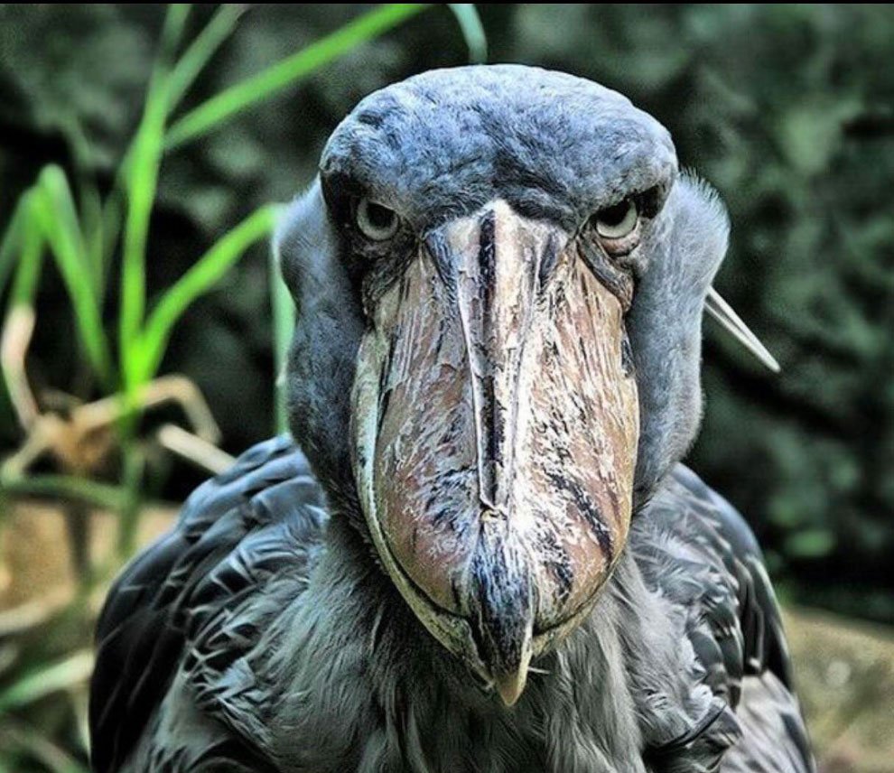 Пеликан китоглав